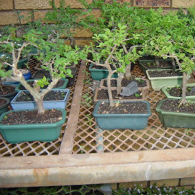 Bonsai Trees Image Bonsai Trees Image