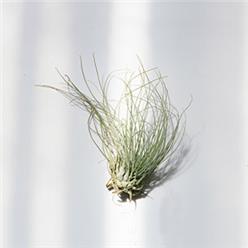 Mounted on wood this wispy little Tillandsia is the epitome of bed head syndrome. The Argentea air plant has a samll and compact base, with an army of slender tenta-cles that extend out in every direction