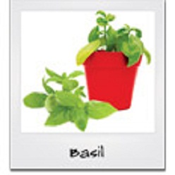 Basil in a box includes pot, tray, soil & seeds