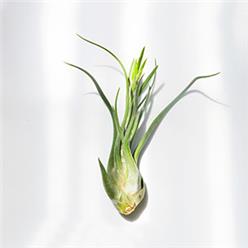 Air plants are such beatufil organisim and would be mistaken as not essential. They are fantastic ornaments that makes a huge difference in any room. They are low maintenance and easy to feed.