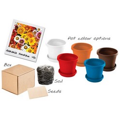 Flowers in a box includes pot, tray, soil & seeds