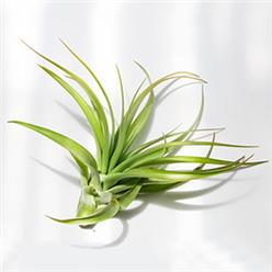 Tillandsia Multiflora mounted on wood