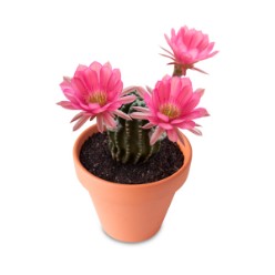 For those who don’t have green fingers, this versatile Cactus is the perfect gift. Not only is it easy to grow and low maintenance but it is also exceptionally beautiful and makes for an excellent plant that will last forever. This gift set includes: Exotic Cactus seeds, Soil that has been specially prepared for this type of succulent, ensuring your seeds propagate into a beautiful Cactus, Custom quality designed terracotta pot with drainage hole, Packaged in a one of a kind printed gift box, ....