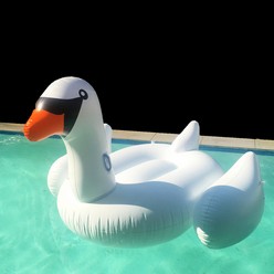 An inflatable, white, floating swan.