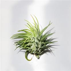 Mounted on wood ionantha are one of the most common species within the epiphyte family of Tillandsia. It has a small compact form, and require very little care