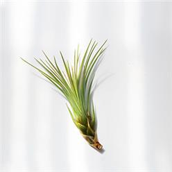 Mounted on wood the Tillandsia Melanocrater is a unique species that occurs in various colours. This species grows a flower from the heart of the plant. They will give you beautiful blooms 2 to 3 times per year