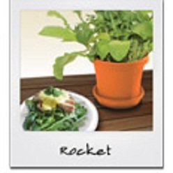 Rocket in a box includes pot, tray soil & seeds